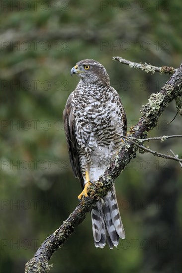 Northern goshawk (Accipiter gentilis)