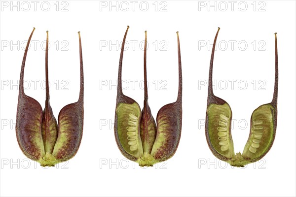Barnhaven hybrid (Helleborus x hybridus)