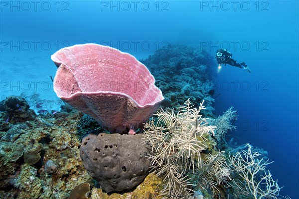 Pink vase sponge (Niphates digitalis)