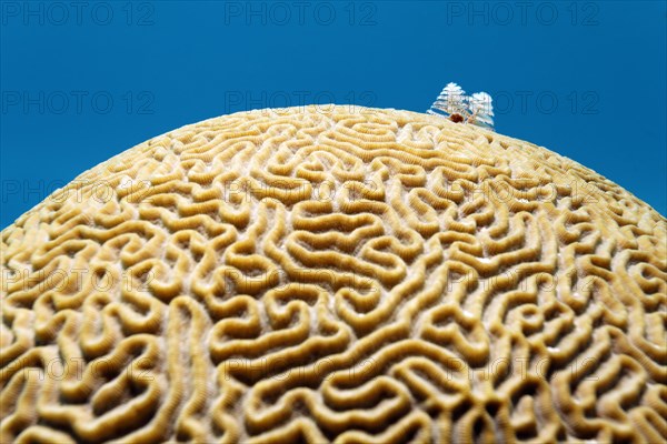 Boulder Brain Coral (Colpophyllia natans) with Christmas tree tube worm (Spirobranchus giganteus) Caribbean Sea near Maria la Gorda