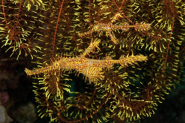 Pair of ornate ghost pipefish (Solenostomus paradoxus)