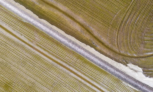 Detail of a flooded rice field in May