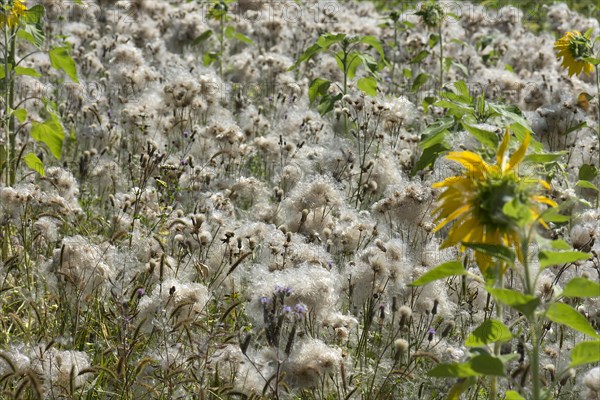 Field with faded creeping thistles (Cirsium arvense) Bavaria