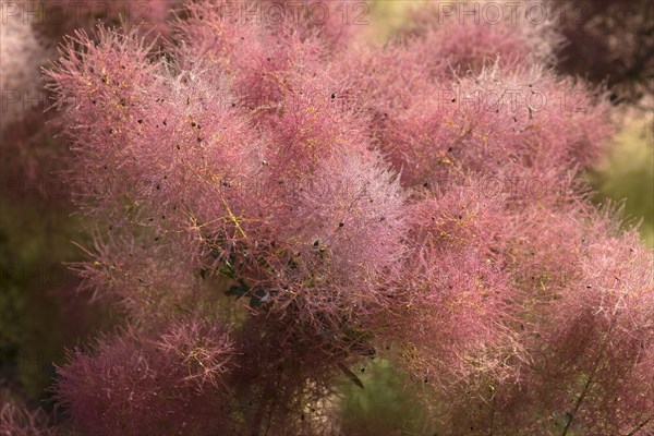 Flowering wig shrub (Cotinus coggygria)