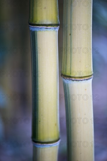 Bamboo (Phyllostachis) Bad Fuessing