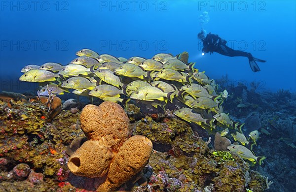 In front Brown tube sponge (Agelas conifera)