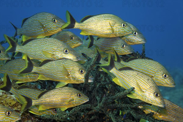 Shoal of blue-striped grunts (Haemulon sciurus)