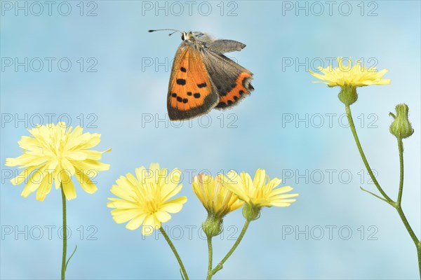 Small copper (Lycaena phlaeas) in flight at the flower of the Rough hawksbeard (Crepis biennis)