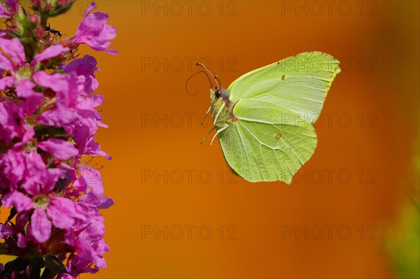 Brimstone (Gonepteryx rhamni)