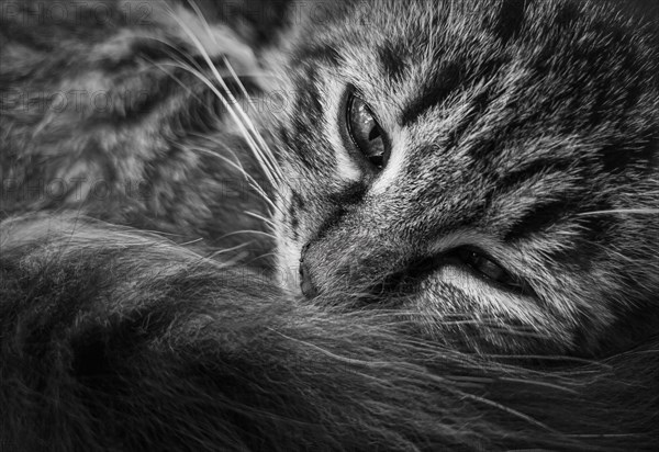Close up marvelous black and white portrait of a moody kitten