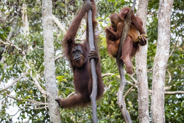 Bornean orangutan (Pongo pygmaeus)