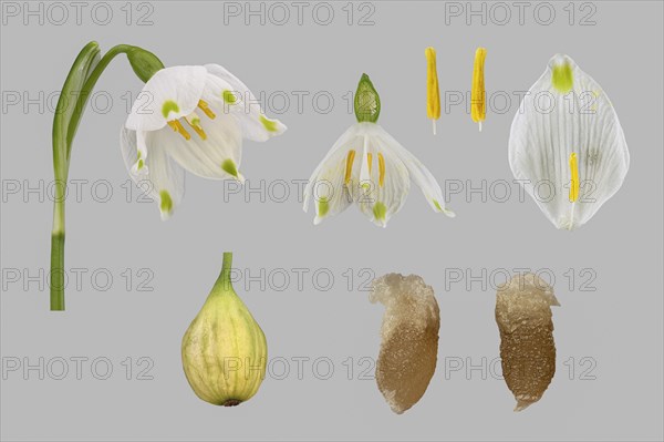 Spring snowflake (Leucojum vernum)