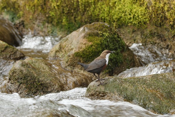 White breasted dipper (Cinclus cinclus) Old bird with stream fleas (Gammarus fossarum) in foaming mountain stream