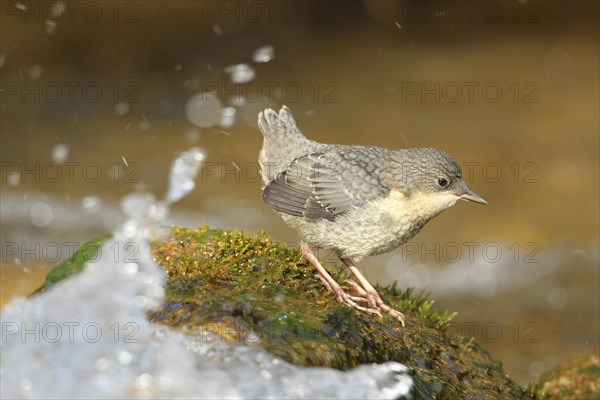 White breasted dipper (Cinclus cinclus) almost fledged young bird on foaming mountain stream