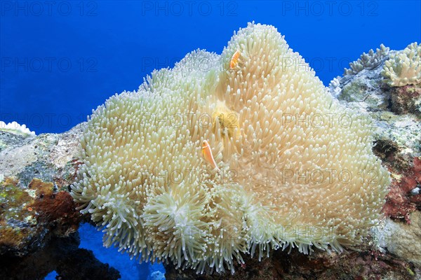 Magnificent sea anemone (Heteractis magnifica)