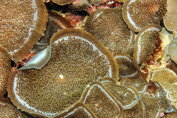 Giant Cup Mushroom (Amplexidiscus fenestrafer)