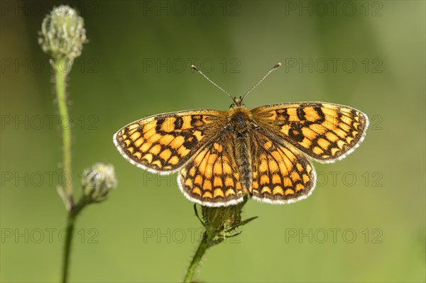 Heath fritillary (Melitaea athalia)