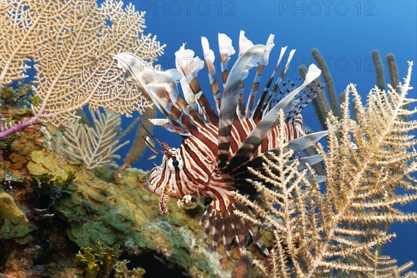 Common lionfish (Pterois miles)