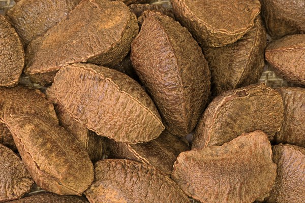 Brazil nut (Bertholletia excelsa)