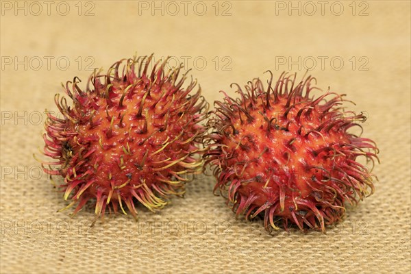 Rambutan (Nephelium lappaceum)