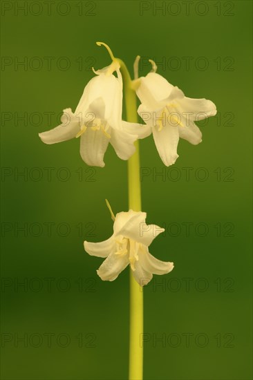 Spanish bluebell (Hyacinthoides hispanica)