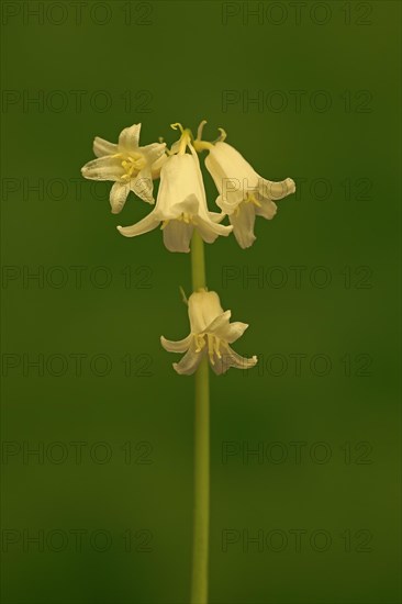 Spanish bluebell (Hyacinthoides hispanica)