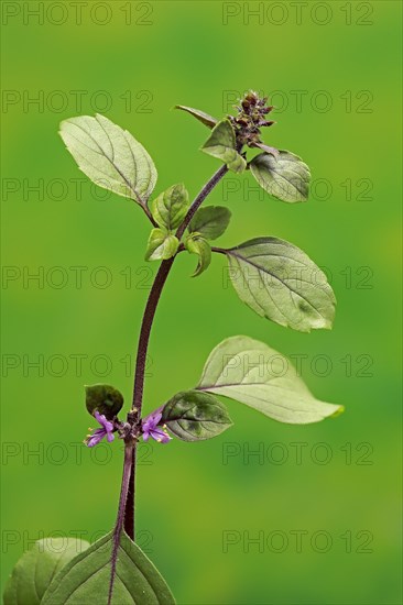Shrub Basil (Ocimum basilicum) Magic Blue (Magic Blue)