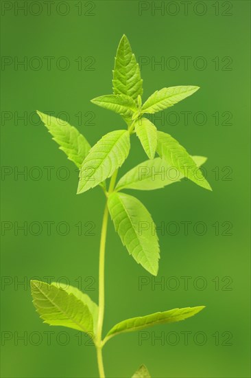 Lemon verbena (Aloysia triphylla)