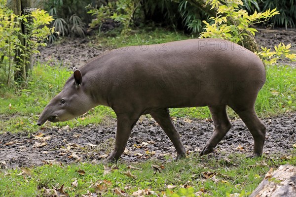 Lowland tapir (Tapirus terrestris)