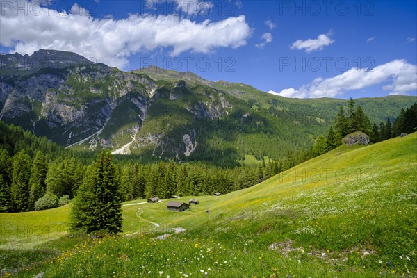 Alpine meadows of the Oberreinsalm