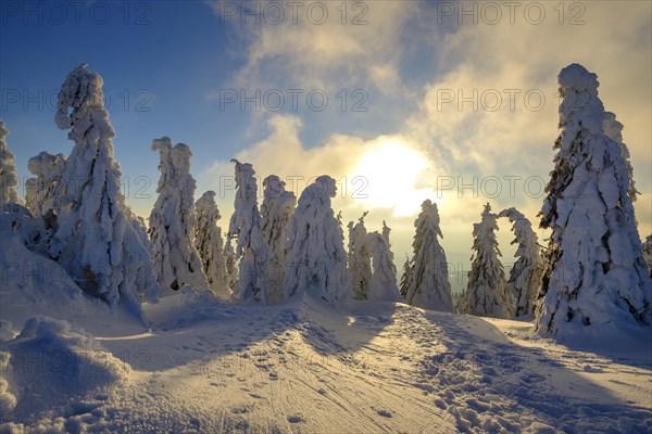 Sunset with snow-covered spruces