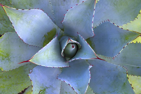 Aloes (Aloe)