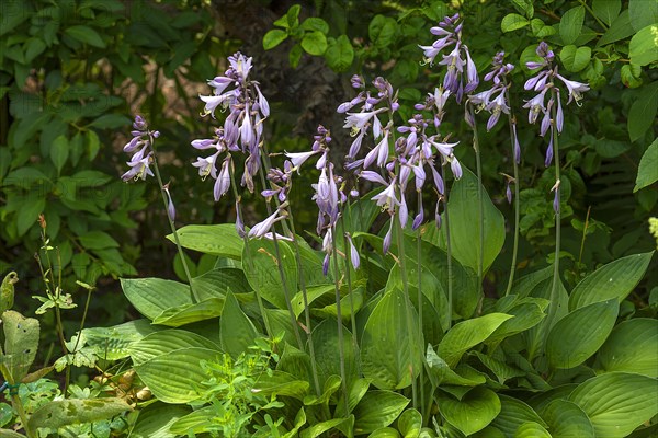 Flowering Hosta