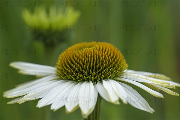 White-flowered coneflower (Echinacea pupureda Alba)