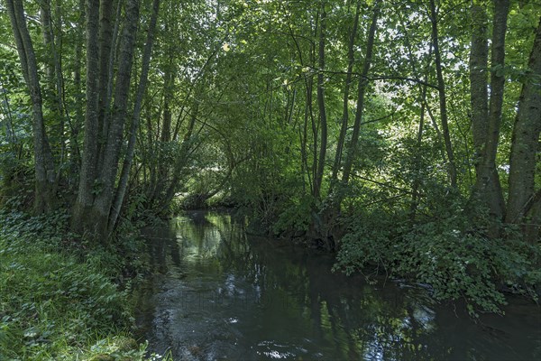 Wooded stream