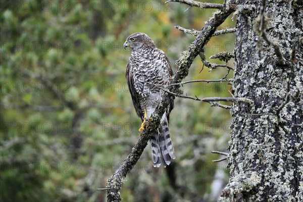 Northern goshawk (Accipiter gentilis)