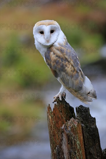 Common barn owl (Tyto alba)