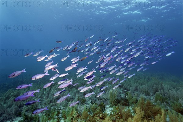 Shoal of Barracuda Waitin Boy (Clepticus parrae) swimming over coral reef densely covered with soft corals