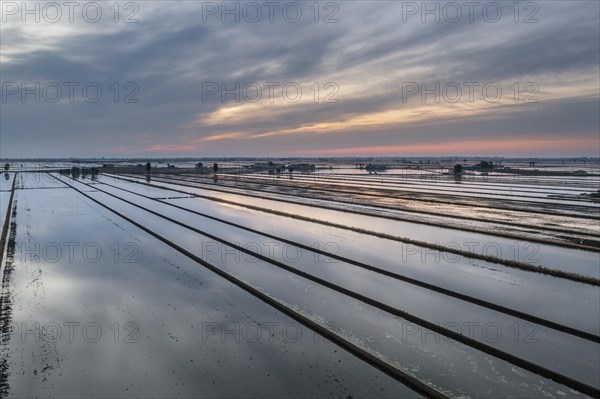 Flooded rice fields in May at daybreak