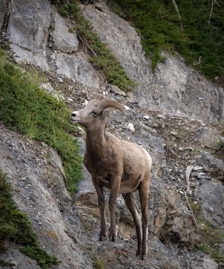 Bighorn sheep (Ovis canadensis) on a rock face