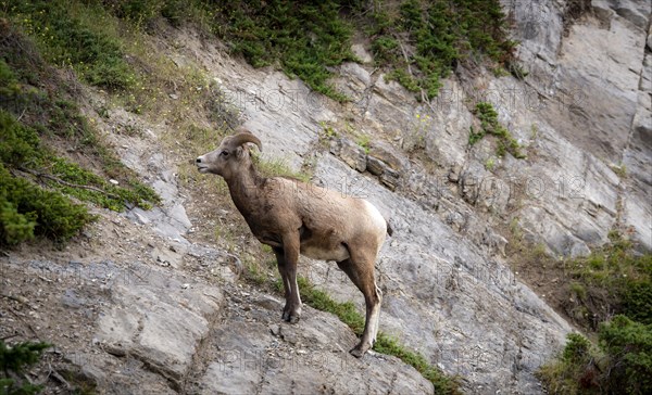 Bighorn sheep (Ovis canadensis) on a rock face