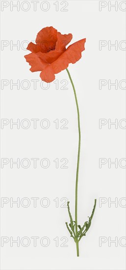 Poppy flowers (Papaver rhoeas)