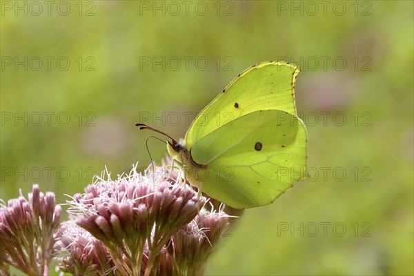 Brimstone (Gonepteryx rhamni)