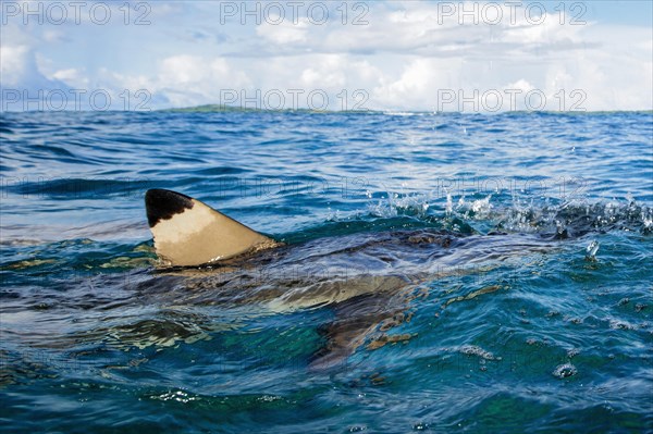 Shark fin of Blacktip reef shark (Carcharhinus melanopterus) protruding from the water