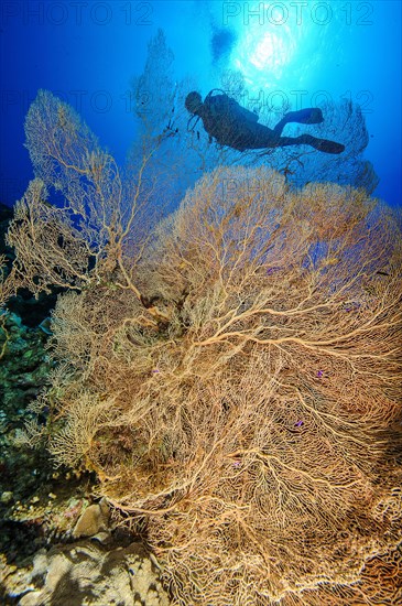 Giant Sea Fan (Annella mollis)