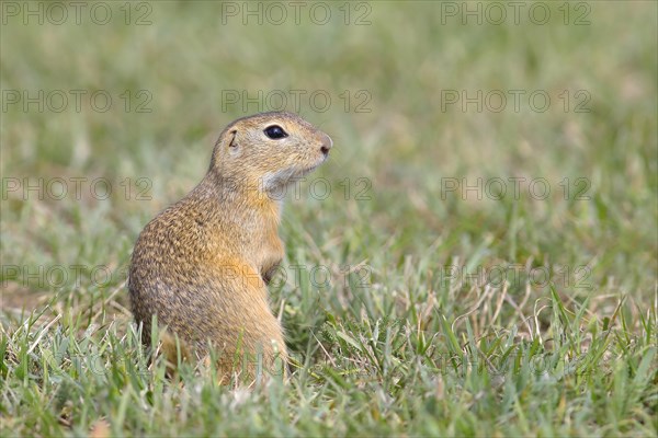 European ground squirrel (Spermophilus citellus)