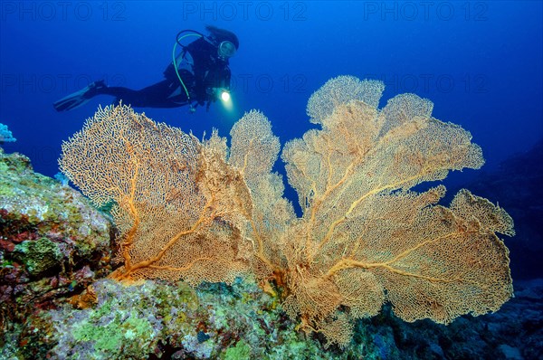 Diver looking at Giant Sea Fan (Annella mollis)