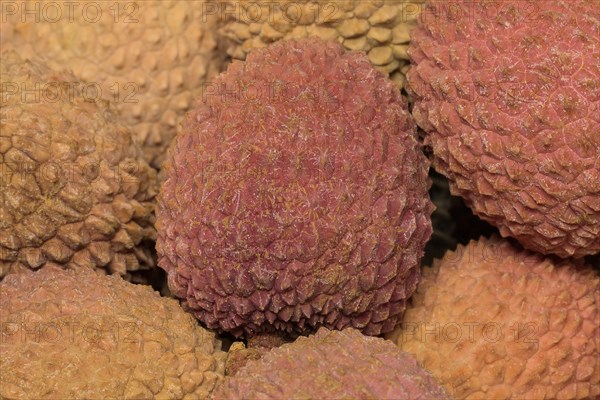 Lychee (Litchi chinensis)