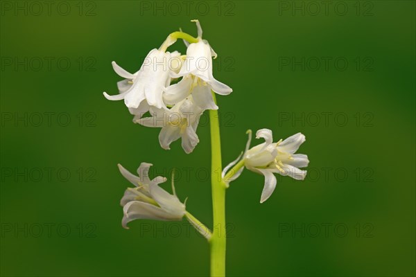 Spanish bluebell (Hyacinthoides hispanica)