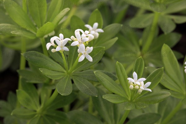 Woodruff (Asperula odorata)